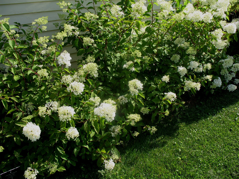 Online Plant Guide Hydrangea paniculata 'Little Lamb' / Little Lamb